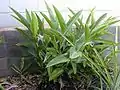 Shell Ginger (Alpinia zerumbet)