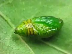 Pupa de Alsophila pometaria