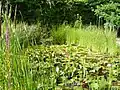 Charca con plantas acuáticas y de humedal en el "Alte Botanische Garten der Universität Göttingen".