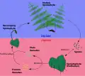 Diagrama de alternancia de generaciones en helechos.