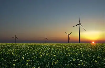 Aerogeneradores en un campo de colza, en Sandesneben, Alemania