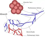 Diagrama de los alvéolos pulmonares y de los vasos sanguíneos a ese nivel, en corte transversal y en vista externa.