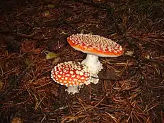 Amanita muscaria