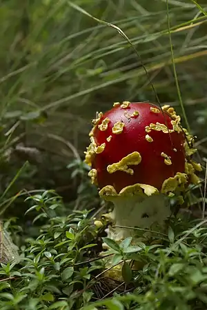 Amanita muscaria var. flavivolvata (especie invasora)