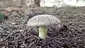 Amanita rubescens f. anulo sulphureus