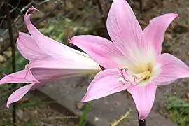 Perianto infundibuliforme dialipétalo (con los pétalos sin fusionar) en Amaryllis belladonna.