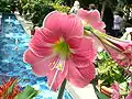 Hippeastrum 'Candy floss'.