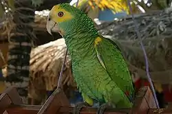 Cotorra margariteña (Amazona barbadensis).