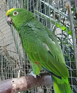 Loro real amazónico (Amazona ochrocephala).