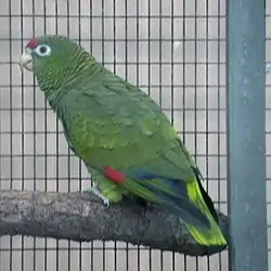 Loro alisero (Amazona tucumana).