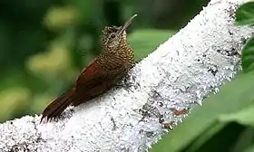 Dendrocolaptes certhia radiolatus, Ecuador.