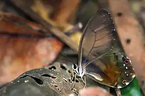 H. p. negracerca del río Cristalino, Amazonas Sur, Brasil