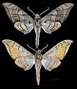 Ambulyx johnsoni