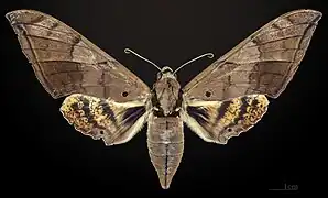 ♀