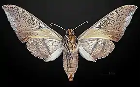 ♀ △