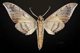 ♂  △
