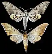 Ambulyx wildei