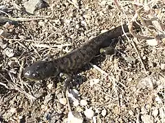 Ambystoma mavortium