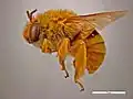 Amegilla bombiformis