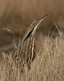 Cultirrostro (avetoro, Botaurus lentiginosus)