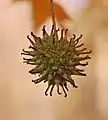 Inflorescencia de cápsulas aún cerradas en Liquidambar styraciflua.