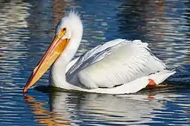 Pelecanus erythrorhynchos