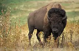 Bison bison