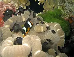 D. trimaculatus y Amphiprion clarkii en Cryptodendrum adhaesivum.