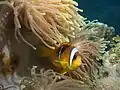 Heteractis magnifica y Amphiprion bicinctus