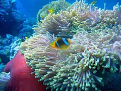 Amphiprion bicinctus sobre H.magnifica, Mar Rojo, Egipto