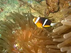 A. chrysopterus en anémona Heteractis magnifica, Chuuk, Micronesia