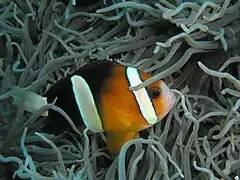 Amphiprion clarkii