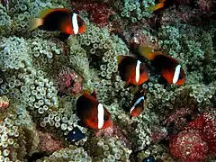 Grupo de A. melanopus sobre Entacmaea quadricolor en Timor Este