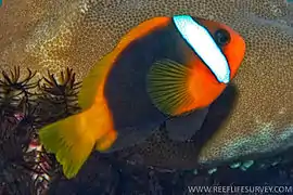 A. melanopus en Milne Reef, Gran Barrera de Arrecifes, Australia