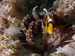 A. percula, justo encima de la boca de Heteractis aurora, con sus distintivos anillos en los tentáculos