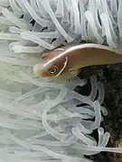 En la isla de Batu Moncho, Komodo, Indonesia