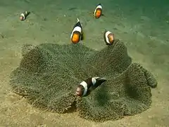 A. polymnus, sobre Stichodactyla haddoni, atacando a posible invasor, Koh Phangan, Tailandia