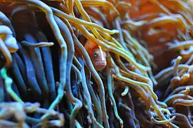 Amphiprion sandaracinos en H. crispa, Oceanopolis, Brest, Francia