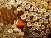 Amphiprion frenatus en Entacmaea quadricolor.