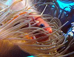 Amphiprion ephippium