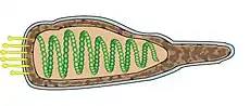 Cápside de la familia Ampullaviridae que infecta arqueas.