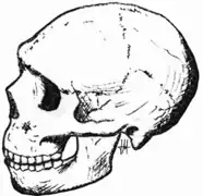 Neandertal de Amud (Israel), 50 000 adC (véase el espacio retromolar)