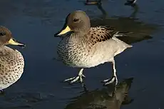 Anas flavirostris Especie que habita en Humedal de Batuco