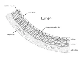 Anatomía de la pared arterial