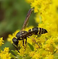 Avispa, Ancistrocerus antilope en flores de vara de oro, Solidago sp.