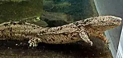 Salamandra gigante del Japón (Andrias japonicus).