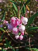 Corola urceolada en Andromeda polifolia, una ericácea.