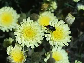 Andryala laxiflora