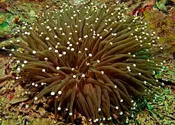 En isla Sibuan, Malasia