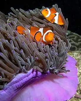 Pez payaso Amphiprion ocellaris y anemonanémona de mar, Heteractis magnifica